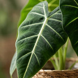 Green boutiQ - Kamerplant - Olifantsoor - Alocasia Frydek - Groen - Weinig onderhoud - 1 Plant - met Mand - Pot 19cm - Hoogte 60cm