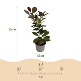 Green boutiQ - Tuinplant - Cotinus coggyria Tricolour - Paars-Groen-Geel - 3 Planten - Bladverliezend - Weinig Onderhoud - Pot 12cm Hoogte 35cm