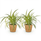 Green boutiQ - Kamerplant - Chlorophytum comosum Variegatum - Bonte Graslelie - Huisdiervriendelijke Plant - Groen - 2 Planten - met Mand - Pot 12cm - Hoogte 20cm