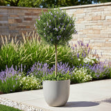 Green boutiQ - Plant op Stam - Rosmarinus officinalis - Terras Plant - Bladhoudend - Winterhard - Paarse Bloem - Pot 19cm Hoogte 90cm