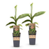 Green boutiQ - Fruitplant - Musa Basjoo - Bananenboom - Winterhard - Groen - 2 Planten - Pot 15cm - Hoogte 50cm