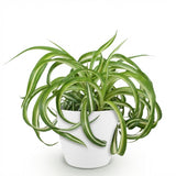 Green boutiQ - Kamerplant - Chlorophytum comosum Bonnie - Krullende Graslelie - Huisdiervriendelijke Plant - Groen - 1 Plant - met Potter Wit - Pot 12cm - Hoogte 20cm
