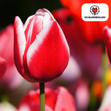 Tulpenbollen Candy Apple Delight — rood-wit, 20 stuks (maat 11/12)