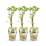 Green boutiQ - Fruitplanten - Wiite Bes - Ribes rubrum Witte Hollander - Winterhard - 3 Planten - Pot 9 cm - Witte Bes
