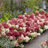 Green boutiQ - Tuinplant - Hydrangea panniculata Groundbreaker Ruby - Pluimhortensia - Winterhard - Rood - 4 Planten - Pot 14cm -Hoogte 20-25cm