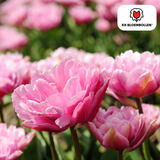 Tulpenbollen Columbus — roze-witte pioentulp, 20 stuks (maat 11/12)