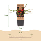 Green boutiQ - Fruitplant - Vaccinium mac. Early Black - Cranberry - Winterhard - Blauwe Bes - 2 Planten - Pot 15cm - Hoogte 50cm