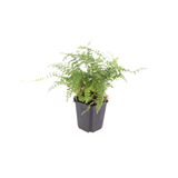 24x Polystichum set. 'Herrenhausen'- ↕10-25cm - Ø9cm