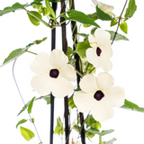 4x Thunbergia Alata Sunny Susy White Ø13 cm - ↕60 cm