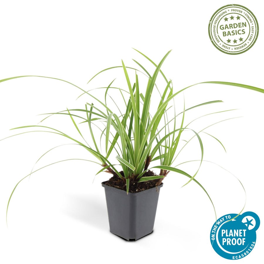 Carex morrowii 'Ice Dance' – 60 planten · pot Ø9 cm · 10-25 cm hoog (foto 5)
