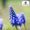 Muscari Bleu Moon — blauwe druifjes