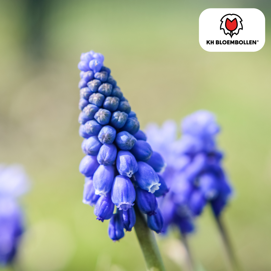 Muscari Bleu Moon — blauwe druifjes