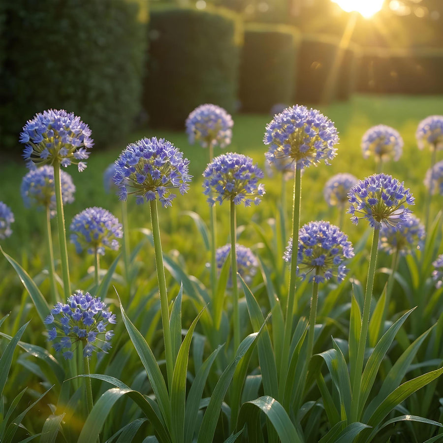 Alliumbollen Caeruleum — blauw, 40 stuks (bolmaat 4/5)