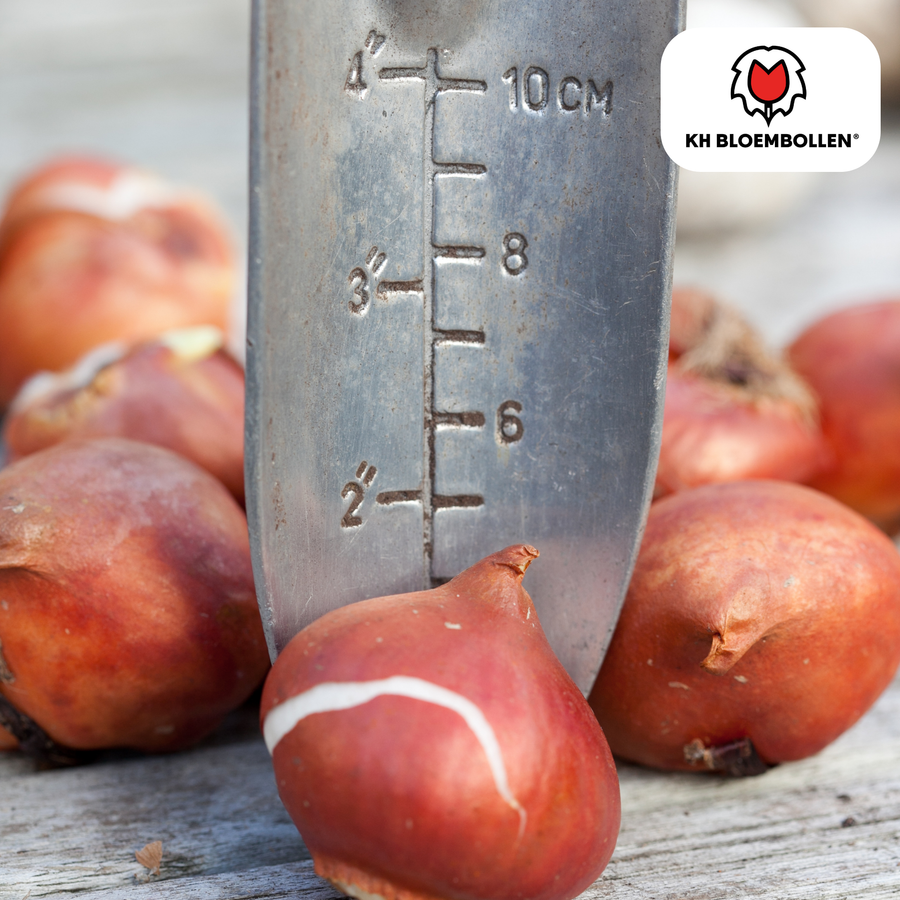 Tulpenbollen Tres Chic mix — rood, geel en wit, 20 stuks (maat 11/12)