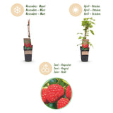 Green boutiQ - Fruitplant - Rubus idaeus Malling Promise - Frambozenplant - Winterhard - Rode Framboos - 2 Planten - Pot 15cm - Hoogte 50cm