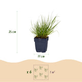 Green boutiQ - Grassen - Panicum virg. Northwind - Prairiegraan - Met Pluim - Groen - 6 Planten - Pot 11cm - Hoogte 15-25cm