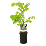Green boutiQ - Blauwe regen - Wisteria floribunda Alba - Bloem Wit- 1 plant - Pot 11cm Hoogte 40cm