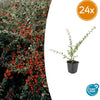 24x Cotoneaster suec. 'Coral Beauty' - ↕10-25cm - Ø9cm