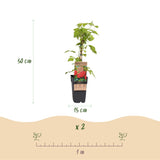 Green boutiQ - Fruitplant - Rubus idaeus Malling Promise - Frambozenplant - Winterhard - Rode Framboos - 2 Planten - Pot 15cm - Hoogte 50cm