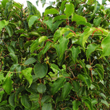 Green boutiQ - Fruitplant - Actinidia arguta Weiki - Kiwiplant - Mannelijk - Rode - Paarse Vruchtjes - 1 Plant - Pot 15cm - Hoogte 50cm