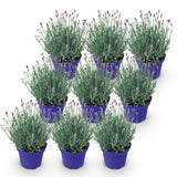 Green boutiQ - Tuinplant - Lavandula angustifolia Hidcote - Lavendel - Winterhard - Paars - 9 Planten - Pot 12cm - Hoogte 15-25cm