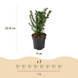 Green boutiQ - 8x Taxus baccata - Venijnboom - Haagplanten - Groenblijvend - Groen - Pot 9cm - Hoogte 20-30cm