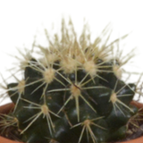 Cactus mix 5.5 cm - 5x - in terracotta pot