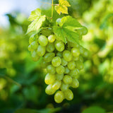 Green boutiQ - Fruitplant - Vitis vinifera Himrod - Druivenplant - Pitarm - Witte Druif - 2 Planten - Pot 15cm - Hoogte 50cm