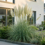 Green boutiQ - Grassen - Cortaderia sell. Pumila - Dwergpampasgras - Met Pluim - Grijs - 1 Plant - Pot 11cm - Hoogte 15-25cm
