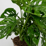 2x Monstera Monkey Leaf- Gatenplant - 30cm - ø12