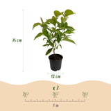 Green boutiQ - Tuinplant - Cornus mas - Bloem Geel - 3 Planten - Bladverliezend - Weinig Onderhoud - Pot 12cm Hoogte 35cm