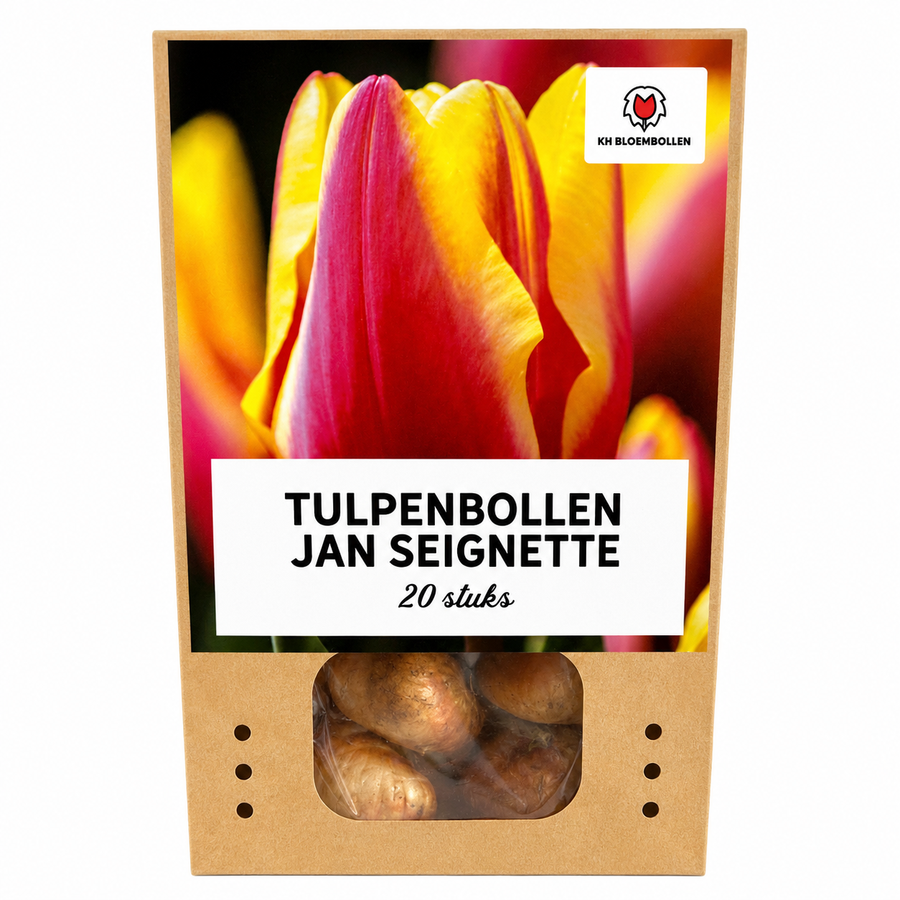 Tulpenbollen Jan Seignette — rood-geel gestreept, 20 stuks (maat 11/12)