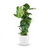 Green boutiQ - Kamerplant - Gatenplant - Monstera Deliciosa mosstok - Groen - Weinig onderhoud - 1 Plant - met Potter Wit - Pot 19cm - Hoogte 90cm