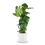 Green boutiQ - Kamerplant - Gatenplant - Monstera Deliciosa mosstok - Groen - Weinig onderhoud - 1 Plant - met Potter Wit - Pot 19cm - Hoogte 90cm