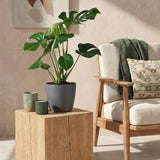 Green BoutiQ - Kamerplanten - Monstera Deliciosa - Gatenplant - Weinig onderhoud - Groen - 1 Plant - met Potter Grijs - Pot 21cm - Hoogte 70-80cm