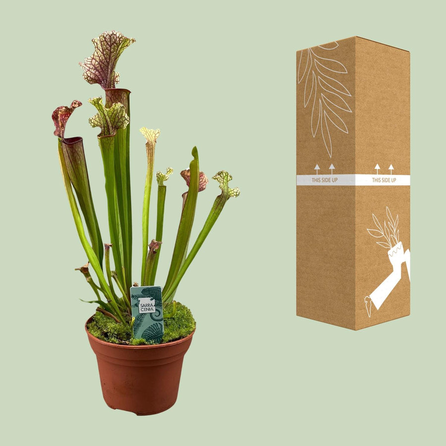 Sarracenia Judith Hindle – Pot Ø12 cm · 30 cm hoog (foto 3)