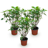 Green boutiQ - Tuinplant - Hydrangea panniculata Limelight - Pluimhortensia - Winterhard - Lime Groen - 3 Planten - Pot 12cm - Hoogte Hoogte 20-30cm