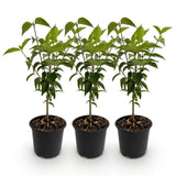 Green boutiQ - Tuinplant - Cornus kousa chinensis - Bloem Wit - 3 Planten - Bladverliezend - Weinig Onderhoud - Pot 12cm Hoogte 35cm