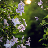 Green boutiQ - Klimplant - Clematis Blue Angel - Bloem Licht Blauw - Weinig onderhoud -2 planten -Pot 11cm Hoogte 40cm