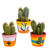 Cereus mix 10,5cm - 3x - in Mexicaanse pot
