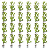 Green boutiQ - 24x Ligustrum ovalifolium - Gewone Liguster - Haagplanten - Groenblijvend - Groen - Pot 9cm - Hoogte 35-45cm