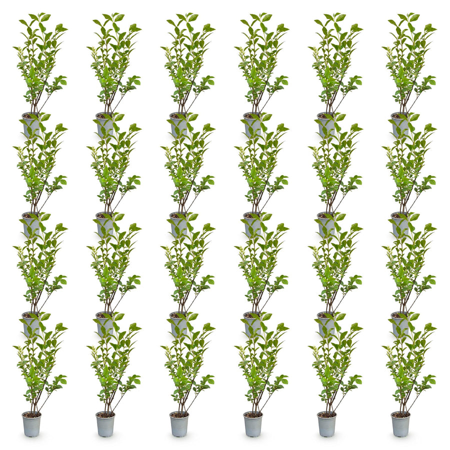 Ligustrum ovalifolium — Ligusterhaag, 24 stuks, 35-45 cm