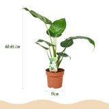 Green BoutiQ - Green is... Kamerplanten - Alocasia Cucullata - Boeddha,s hand - Weinig onderhoud - Groen - 2 Planten - Pot 17cm - Hoogte 60-65cm