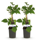 Green boutiQ - Fruitplant - Braam - Rubus fruticosus Triple Crown - Zwarte Braam - Doornloos - 2 planten -Pot 11cm Hoogte 40cm