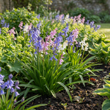 80x Hyacinthoides Hispanica mix - Spaanse boshyacint mix - Diversen - Verwilderingsbol - Bolmaat 7/8