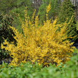 Green boutiQ - Heesters - Forsythia intermedia Goldrauch- Bloem Geel - 1 Plant - Bladverliezend - Weinig Onderhoud - Pot 17cm Hoogte 45cm