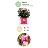 Green boutiQ - Dwerg Rhododendron - Rhododendron Bloombux Magenta - Bloeiende Buxus - Weinig Onderhoud - Roze Bloem - 4 Planten - Pot 17cm - Hoogte 30-40cm