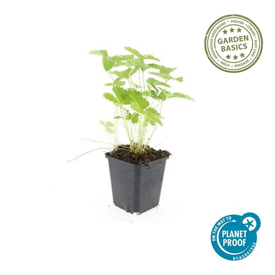 Fragaria vesca – 6 planten · pot Ø9 cm · 10-25 cm hoog (foto 2)