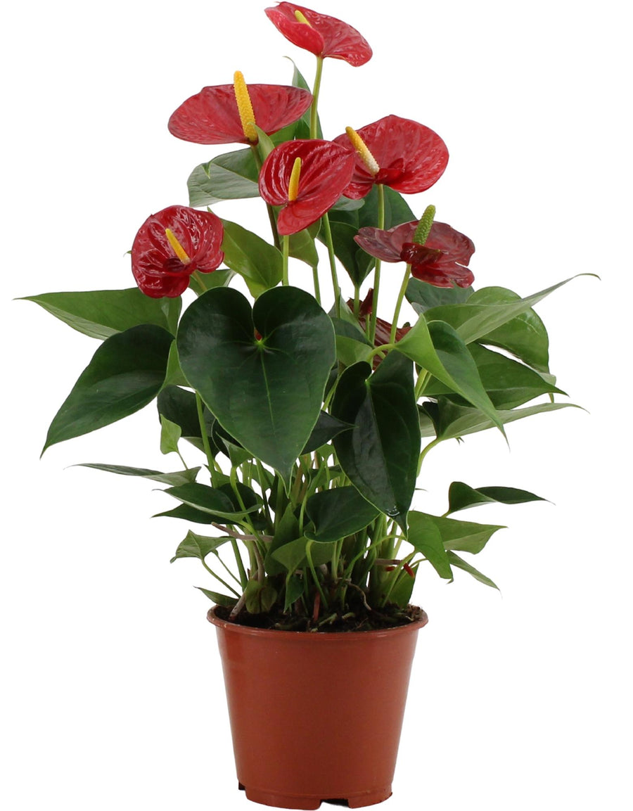 Anthurium Success Red – Pot Ø14 cm · 43 cm hoog