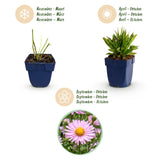 Green boutiQ - Vasteplant - Aster Wood's Pink - Pluimspirea - Bijen en Vlinderlokkers - Roze - 6 Planten - Pot 11cm - Hoogte 15-25cm
